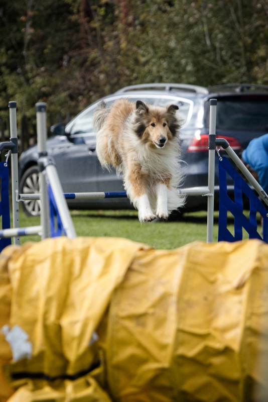 Agility závody Křimice