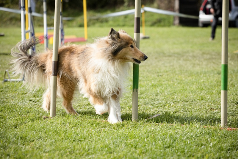 Agility závody Křimice