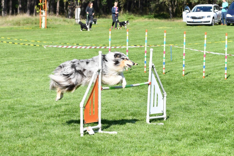 Agility závody Mrtník