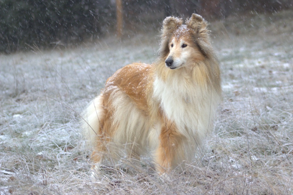 Cinera 13. narozeniny