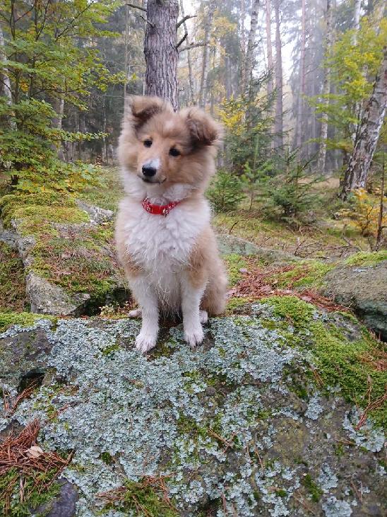 elisha luna snezny tygr